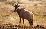 TANZANIA - Serengeti National Park - Antilope Topi - 2